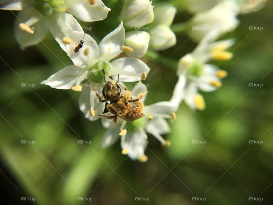 Tiny bee and tinier bee