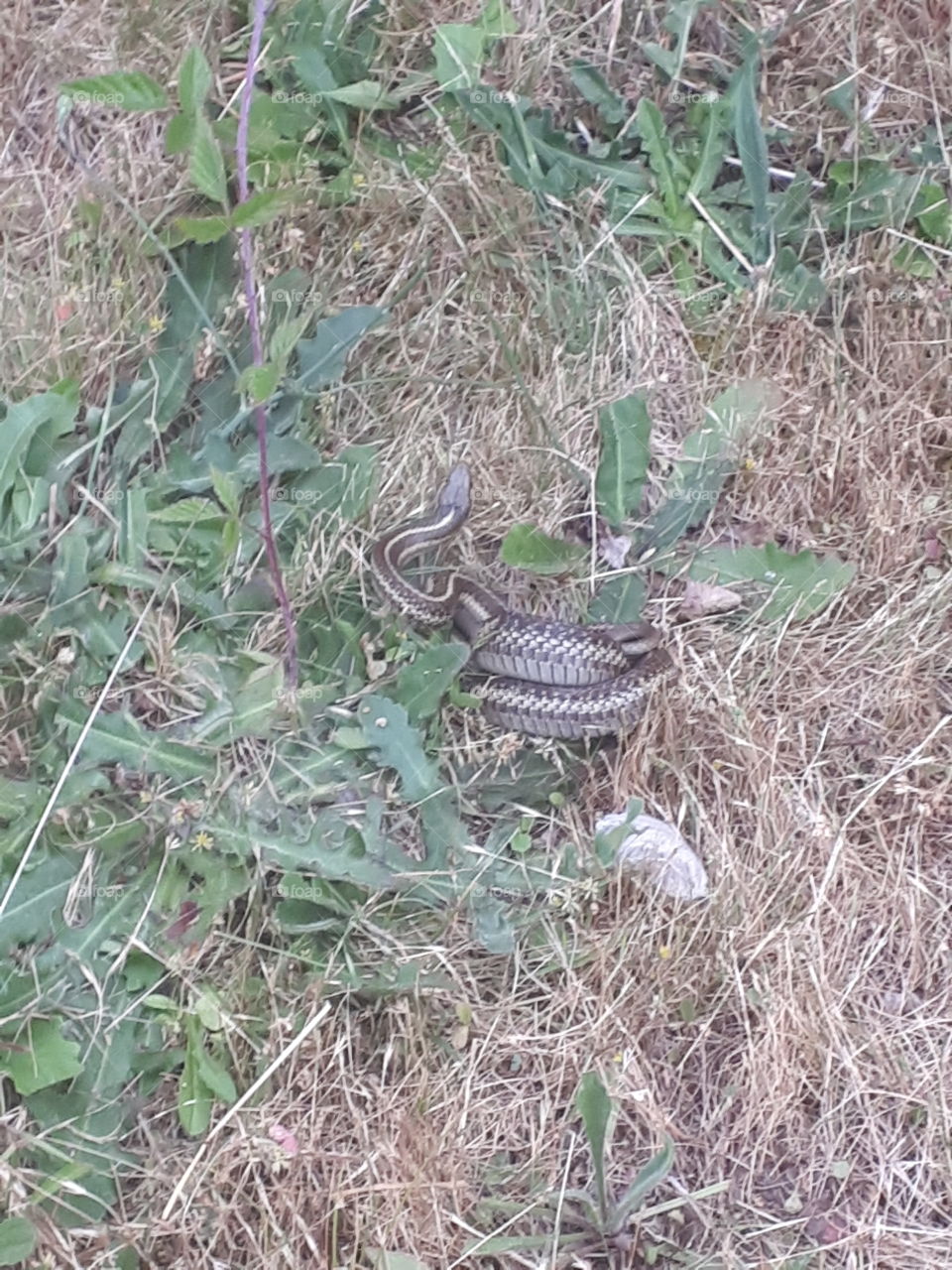 Dry summer grass on Vancouver Island is not the best camouflage for this garter snake