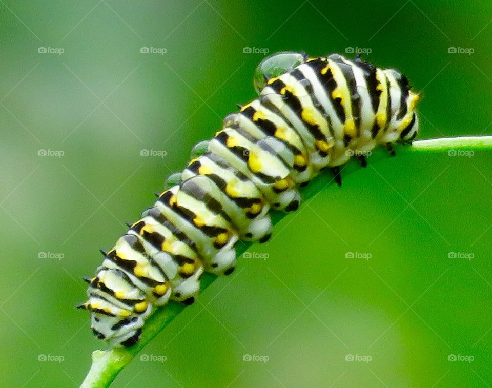 Wet black swallowtail butterfly caterpillar 