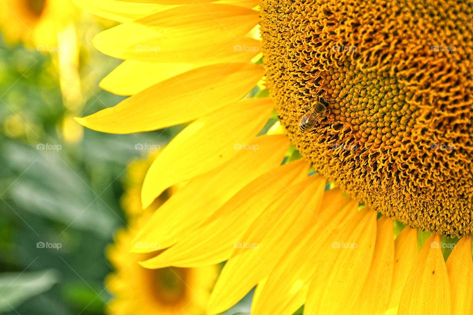 Sunflower, close up