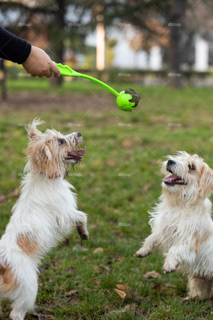 The dog playing with a ball