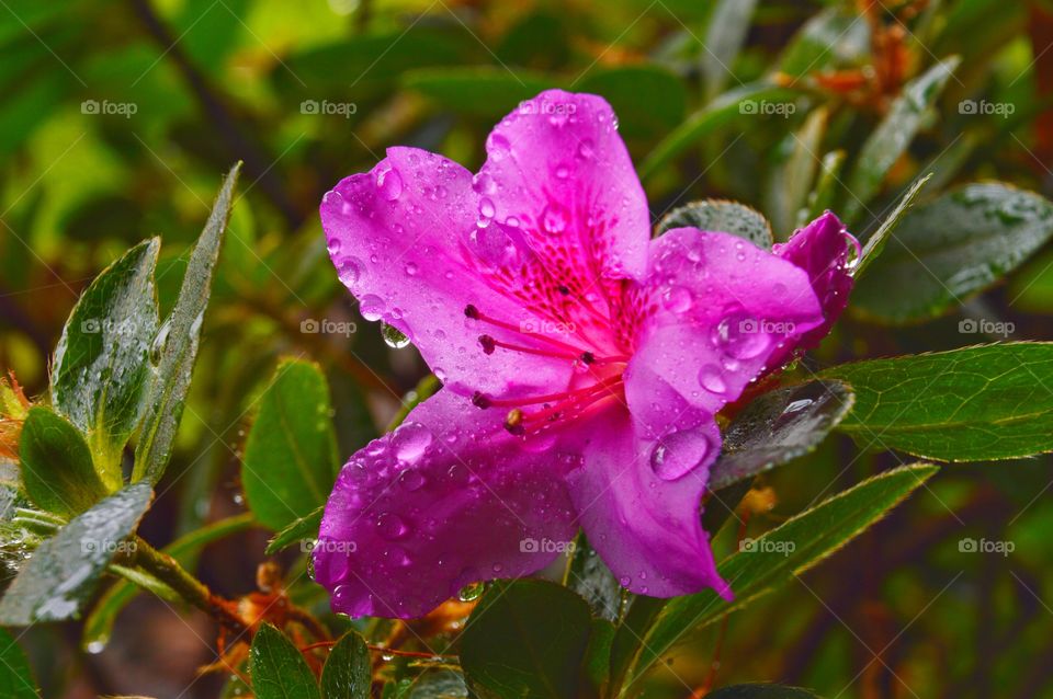 Water Droplets- Beautiful light on the flowers, on a recent morning. 