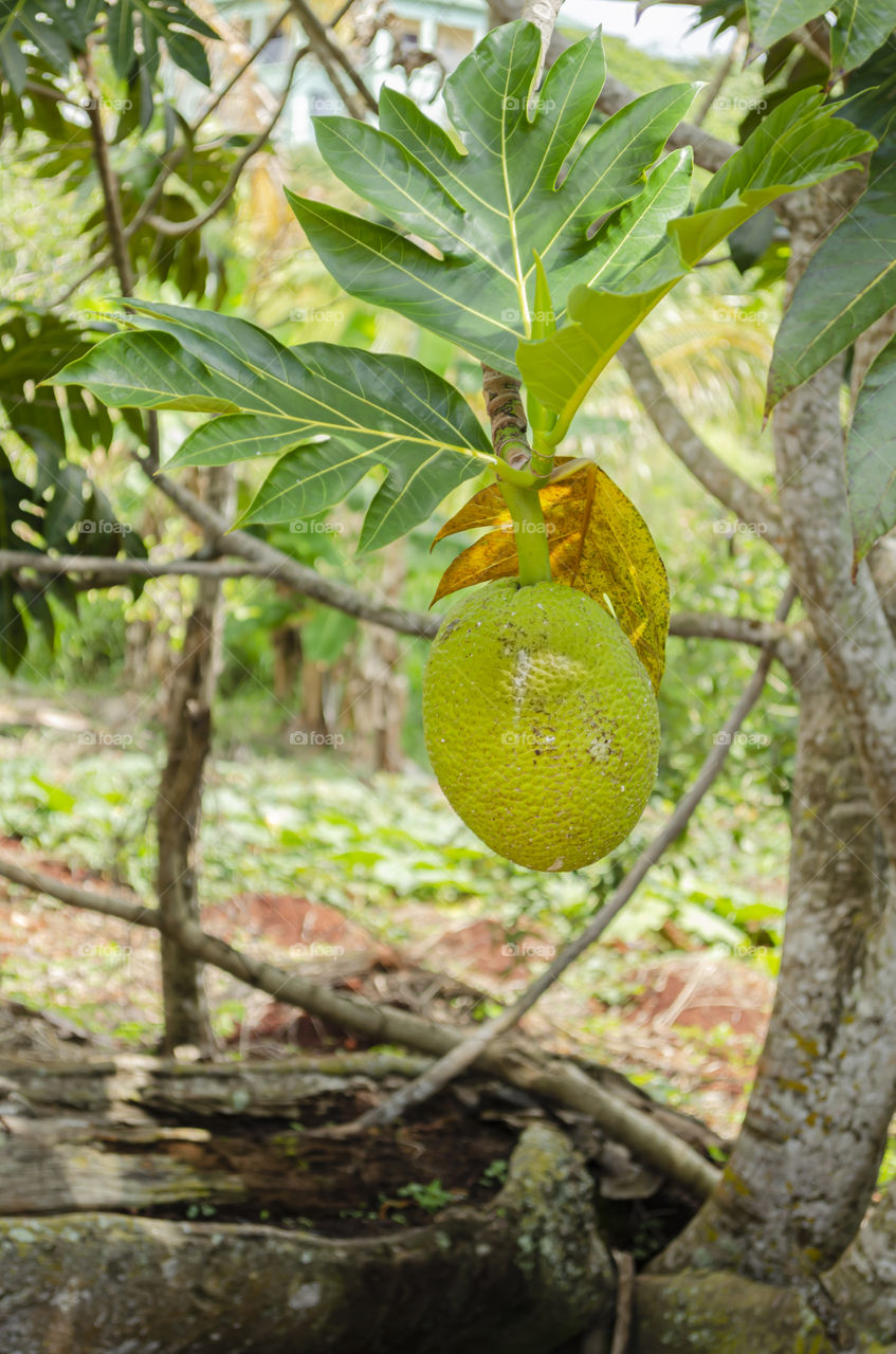 Breadfruit Hanging From Branch With Three Leaves