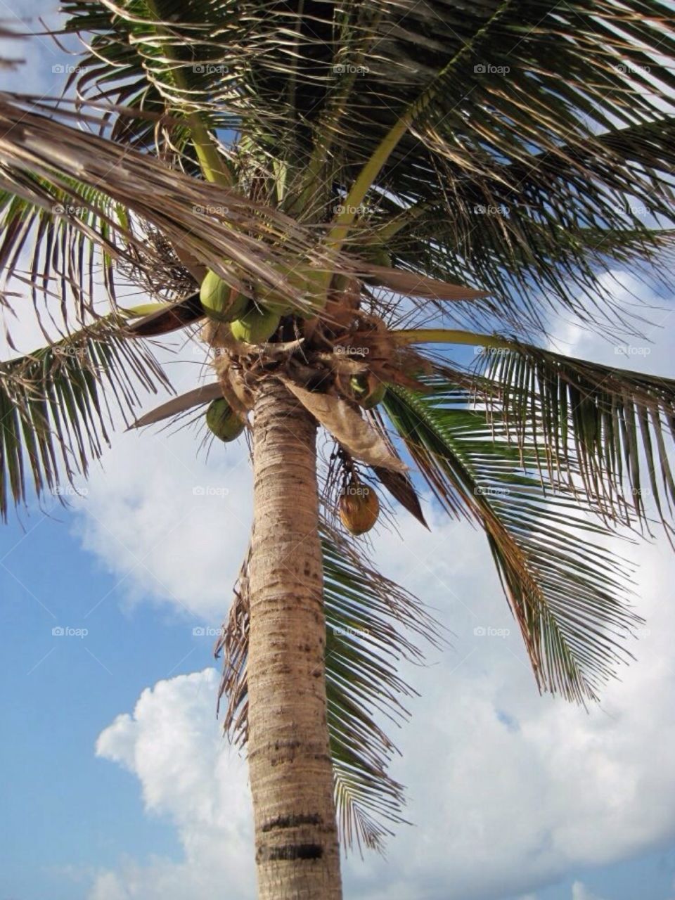 Caribbean Palm 