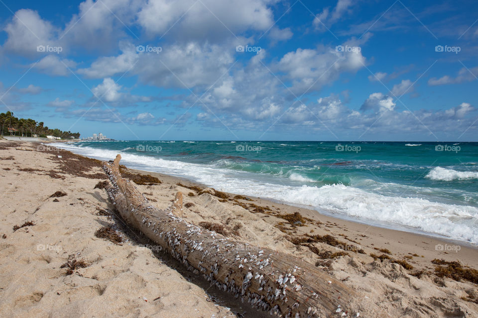 An old tree in shells thrown out by the waves lies on a sunny beach