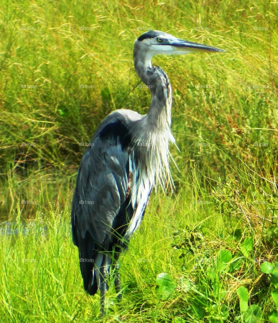 Close-up of heron in grass