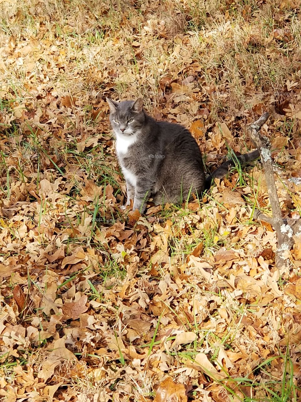 cat outside in fall leaves