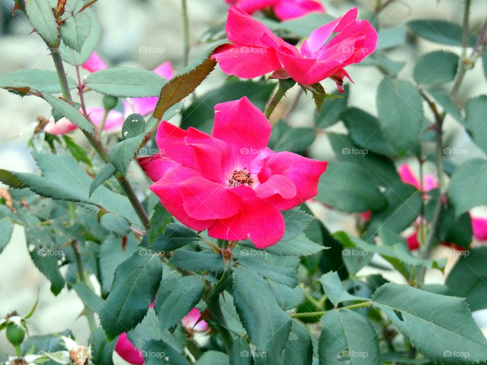 flower