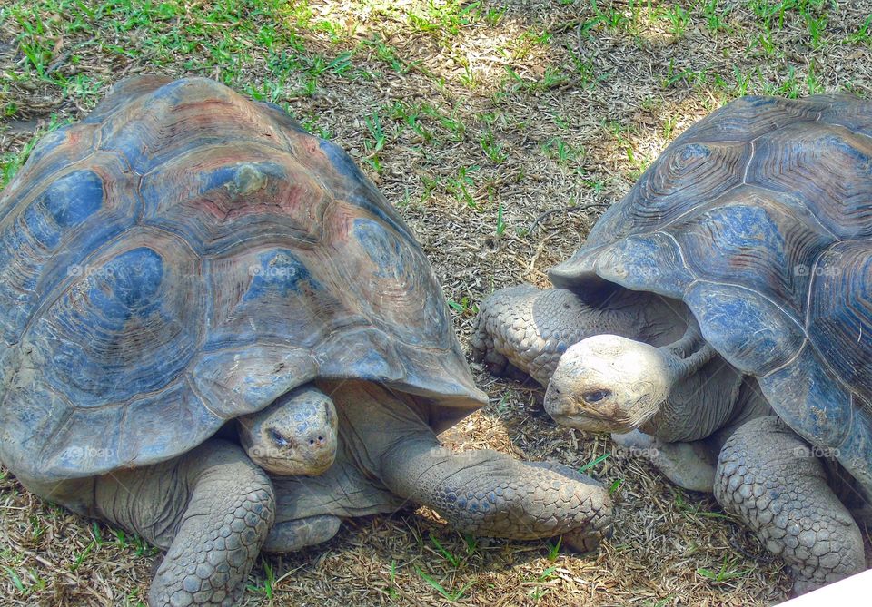 Tortoises