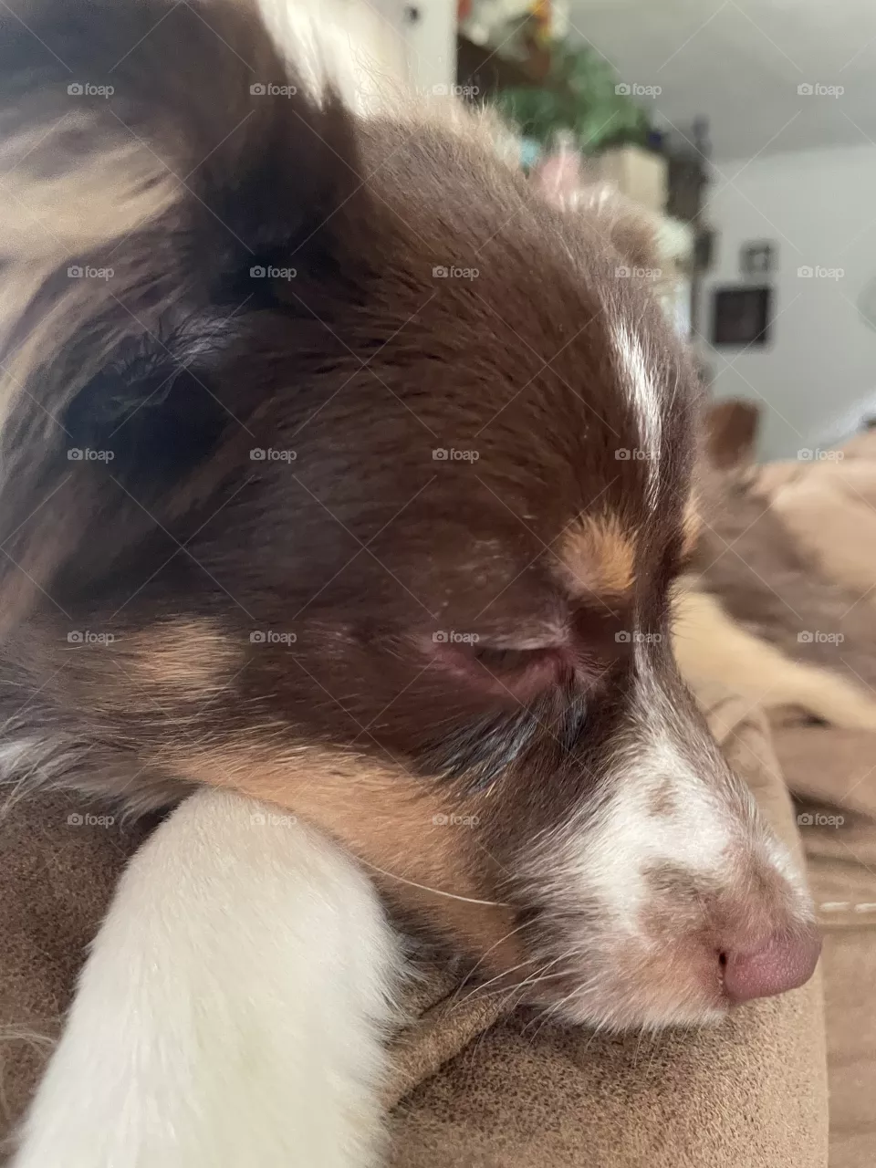 Tri Toy Aussie 