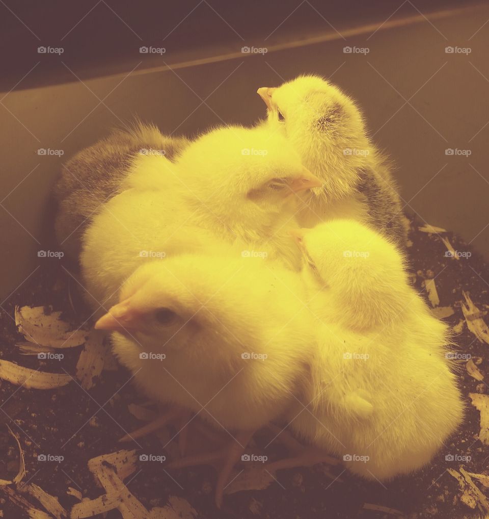 new life. My chicks...the start of a new adventure