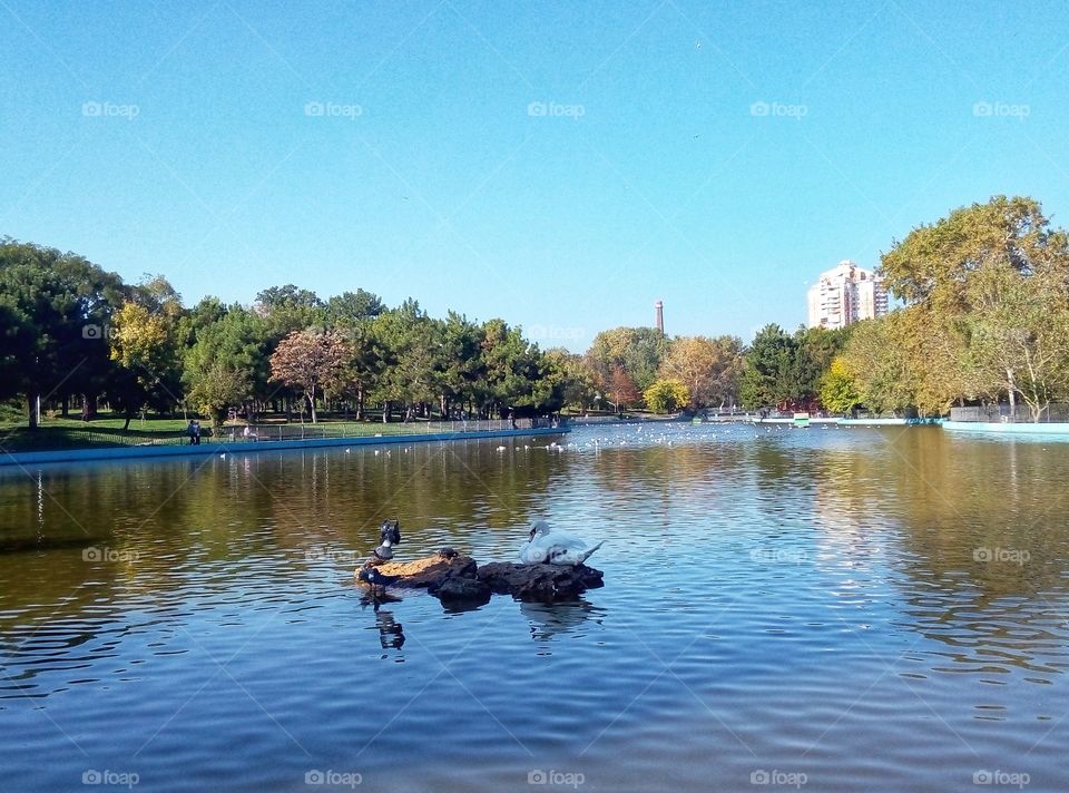 swan on the lake лебедь на озе