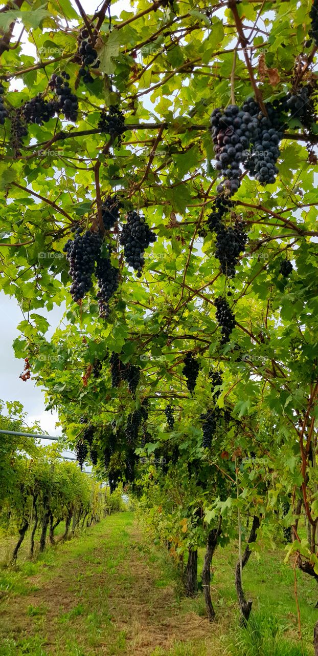 Bunches of grapes in the vineyard