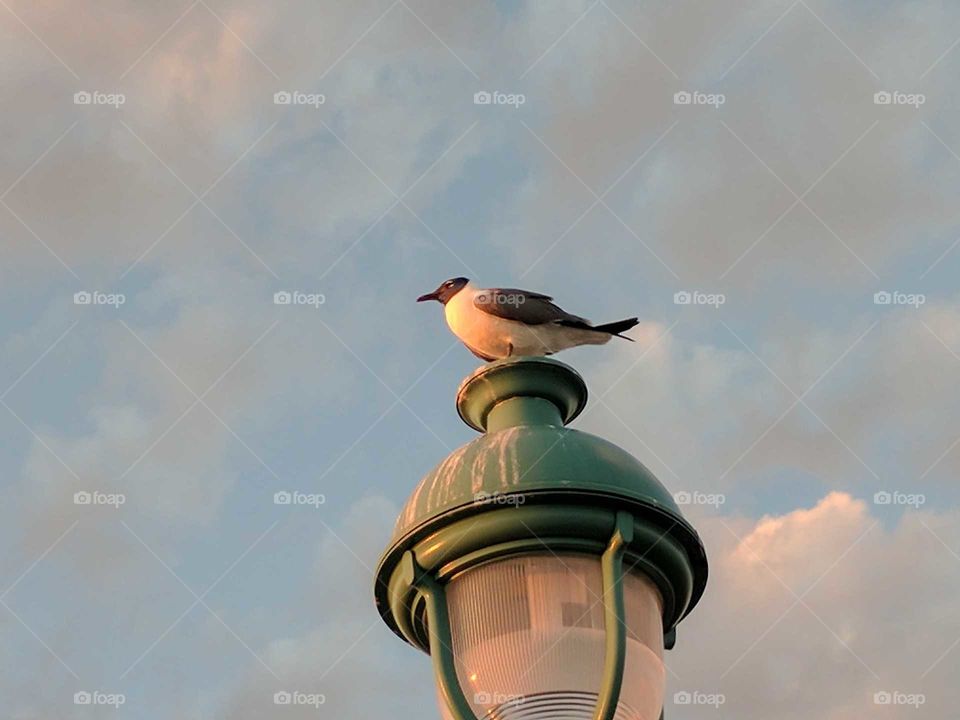 bird on lamp pole