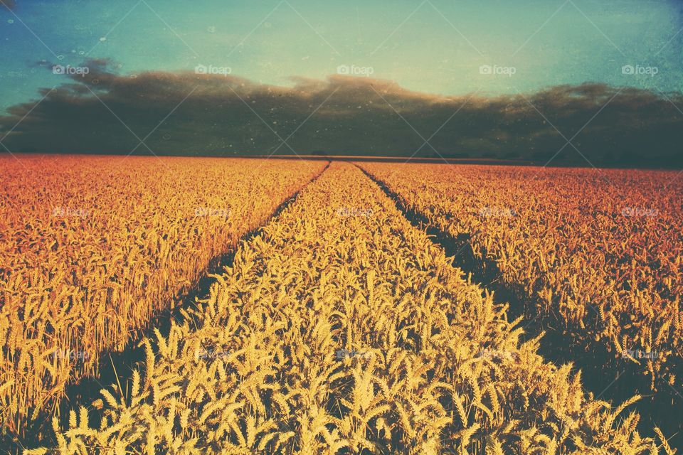 Disappearing Tracks. A pair of converging tractor tracks disappear into the distance through a field of wheat towards dark, foreboding clouds