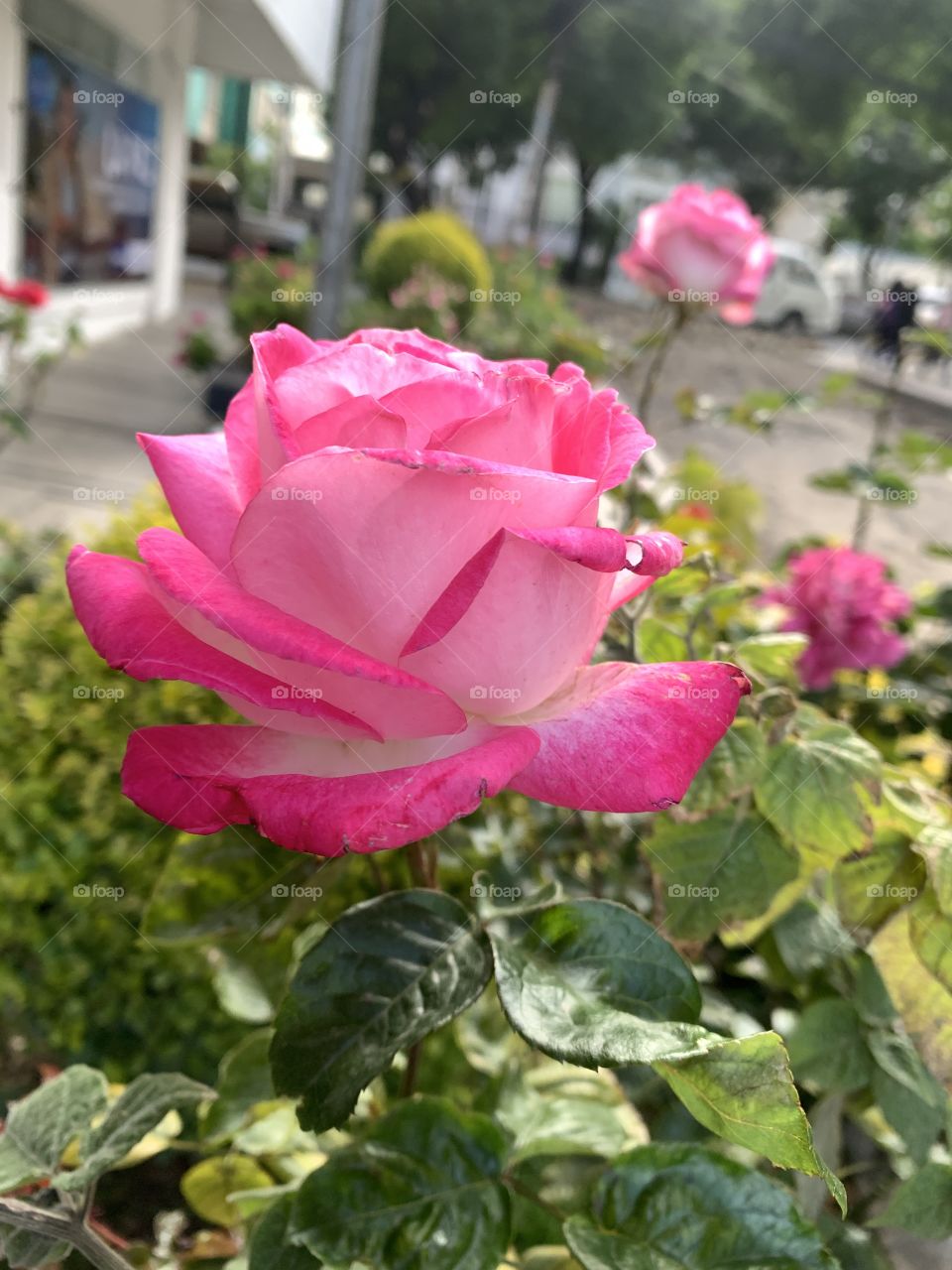 Rosas de verano