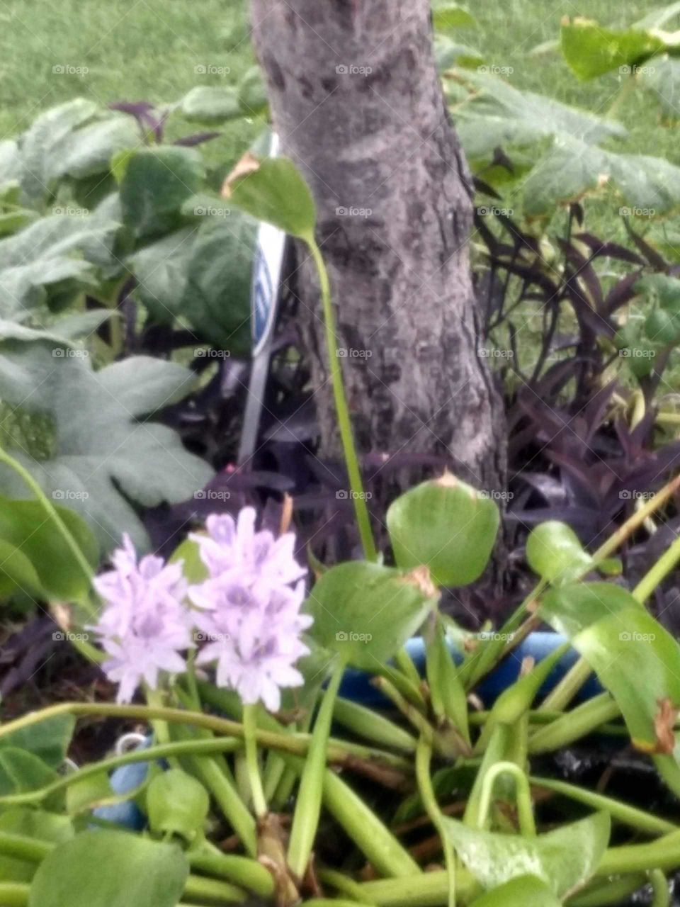 Water Hyacynth blooming  in blue bucket