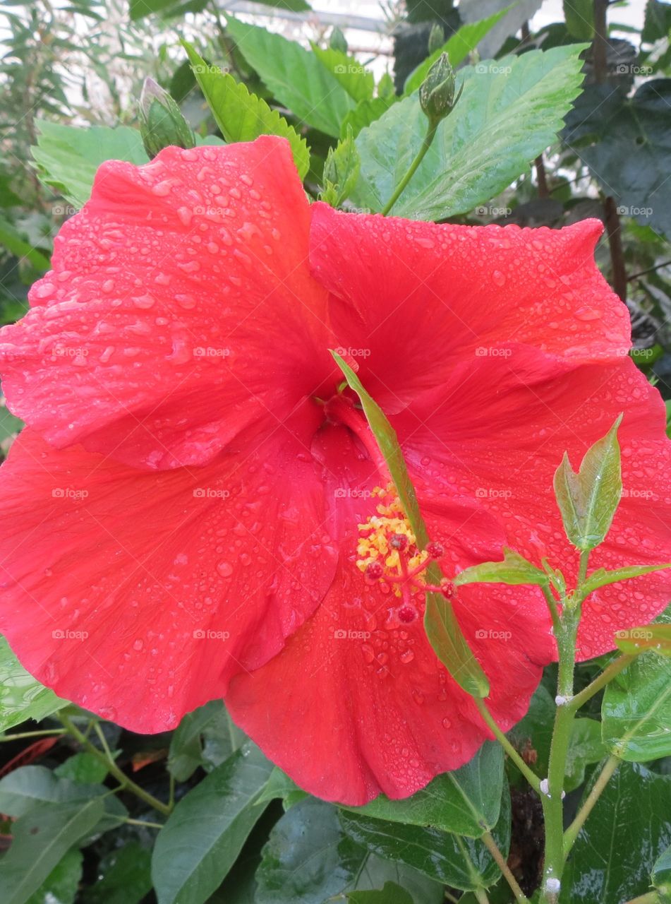 Hibiscus flower.