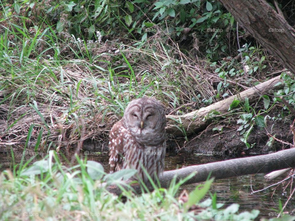 An owl rests in the brush by the stream.