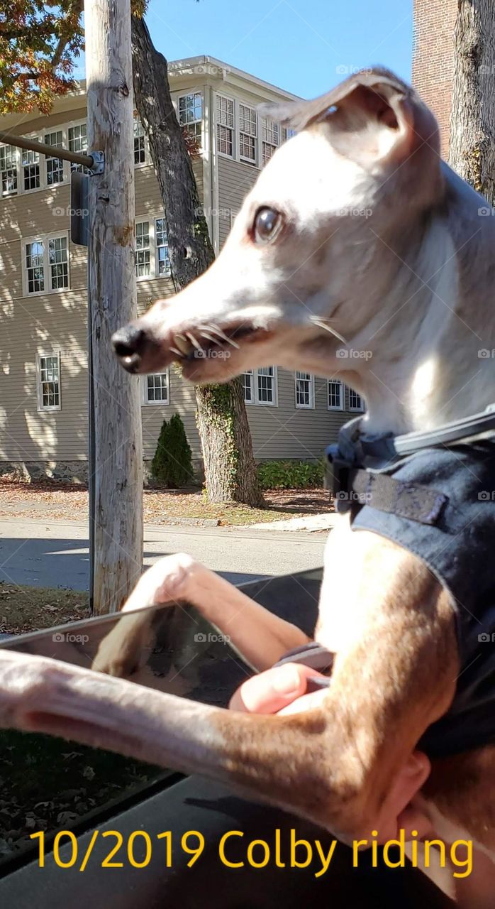 Older miniature greyhound going for a car ride. He's blind from age but still loves riding anywhere. His name is Colby.