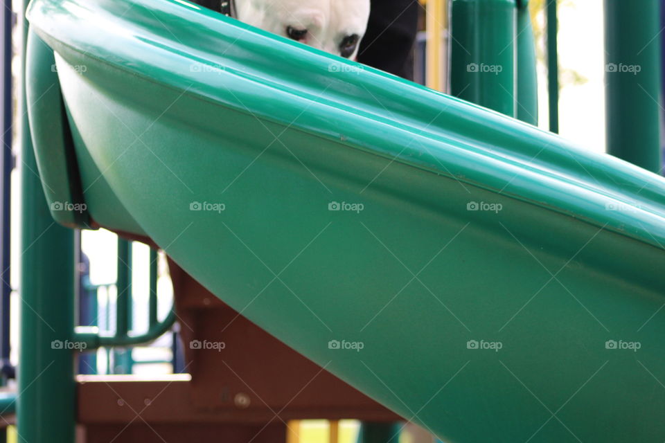 Pup on the playground 