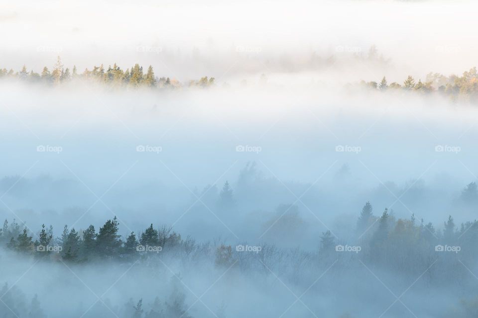 Autumn background with pine forest tops in white mist, Gauja Natuonal Park in Sigulda, Latvia