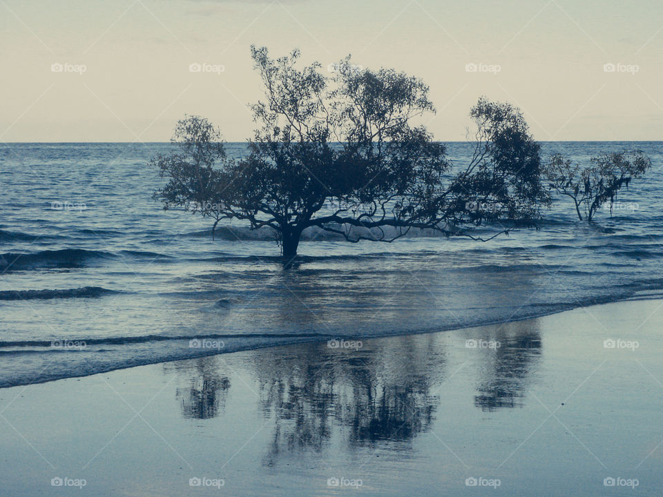 Tree in water on the beach