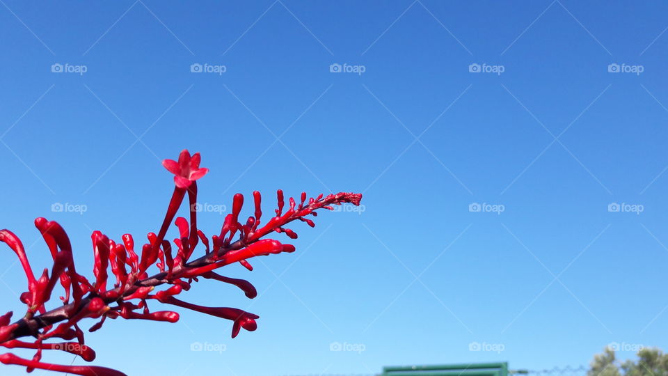 flor coral