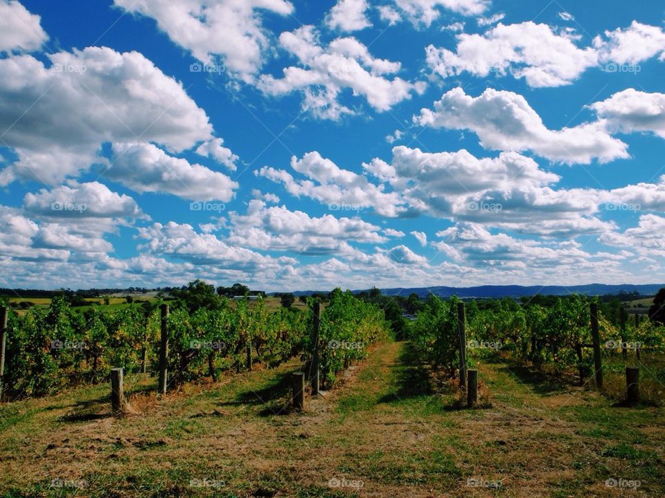 Vineyard in Yarra Valley