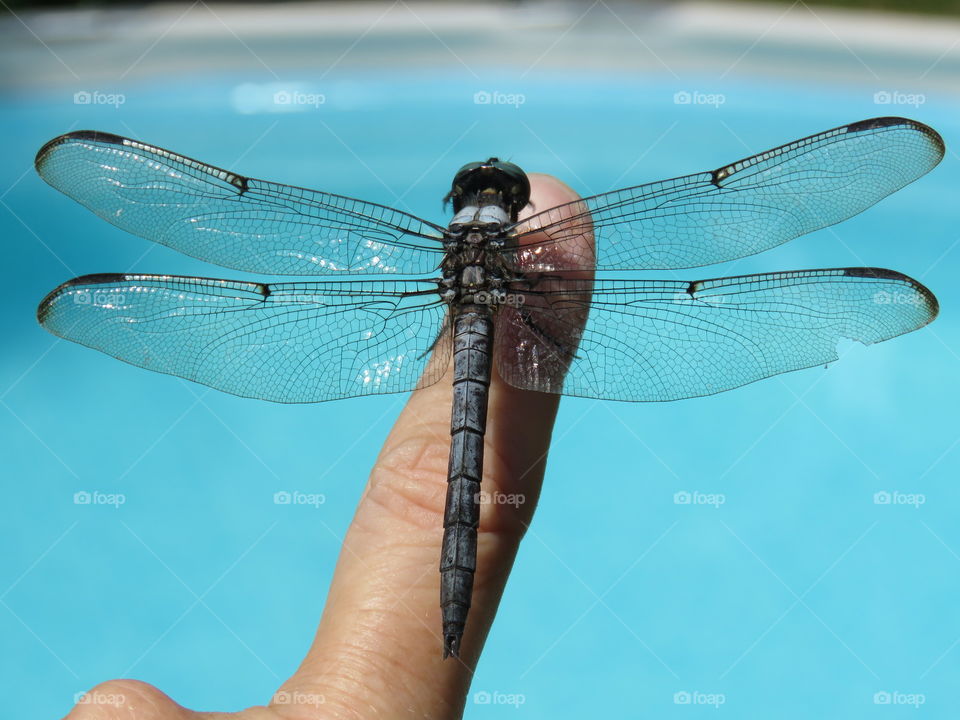 dragonfly