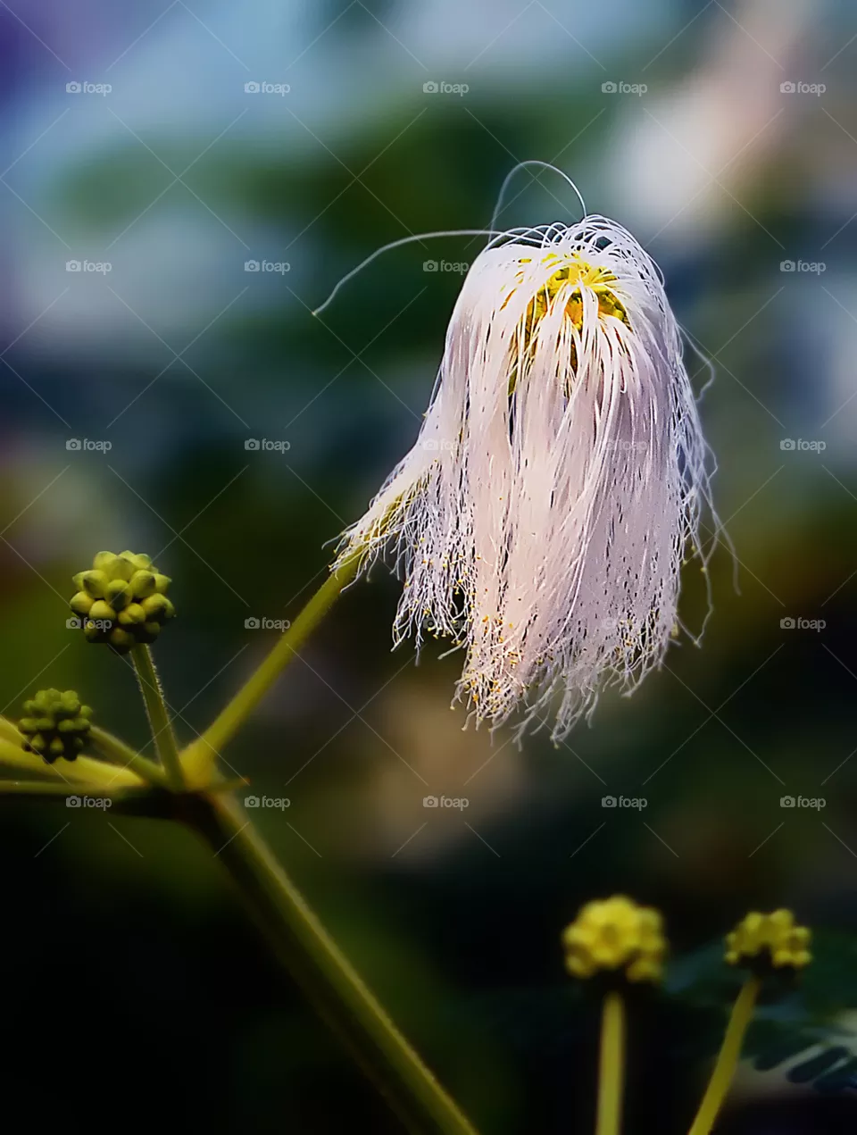 white hair