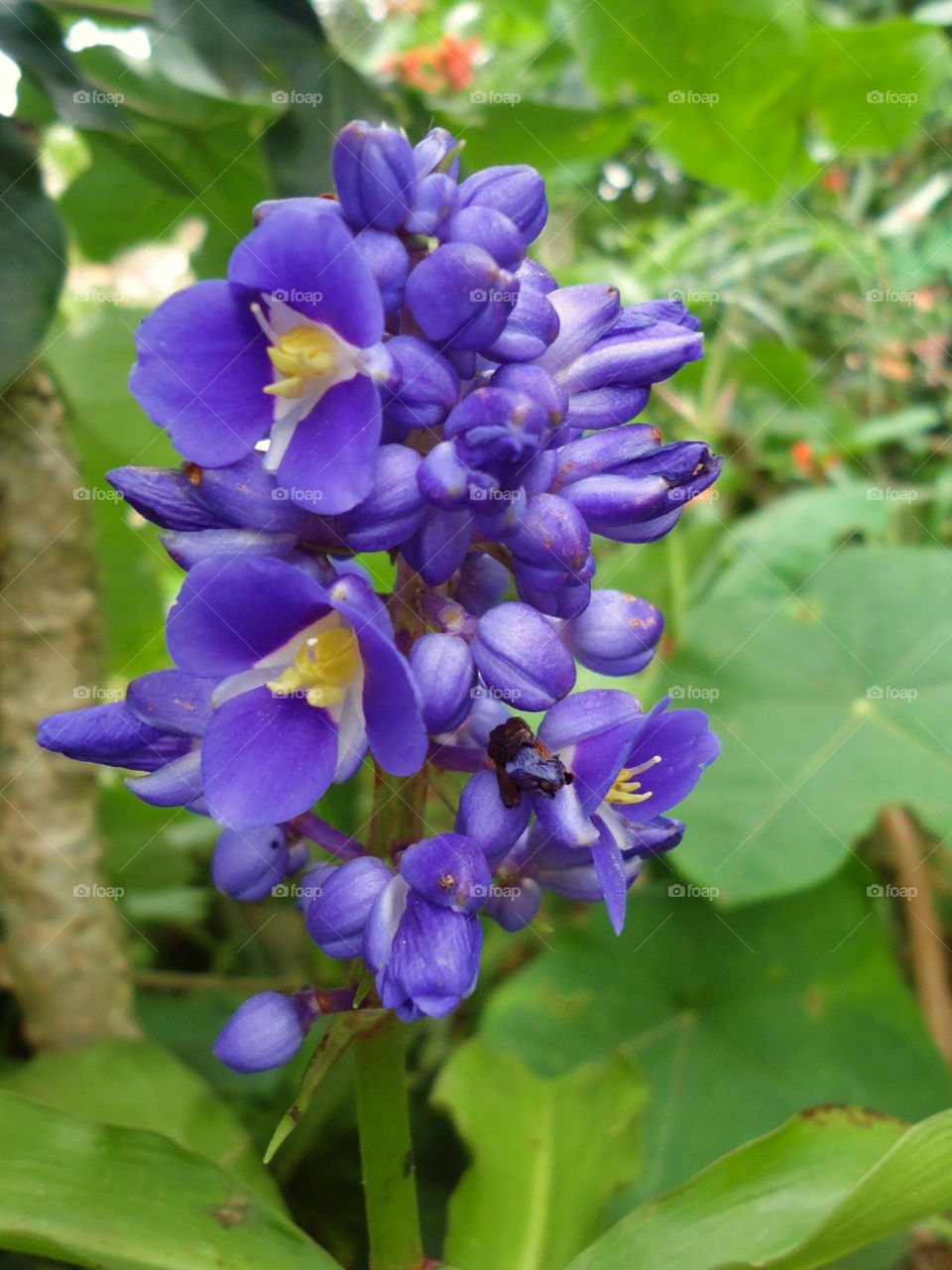 Gengibre Azul (Dichorisandra Thyrsiflora).
