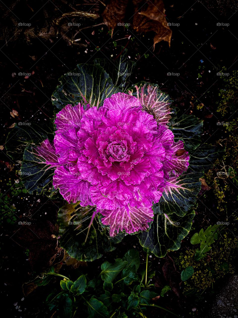 Ornamental flowering cabbage with pink center pops against the dark soil. 