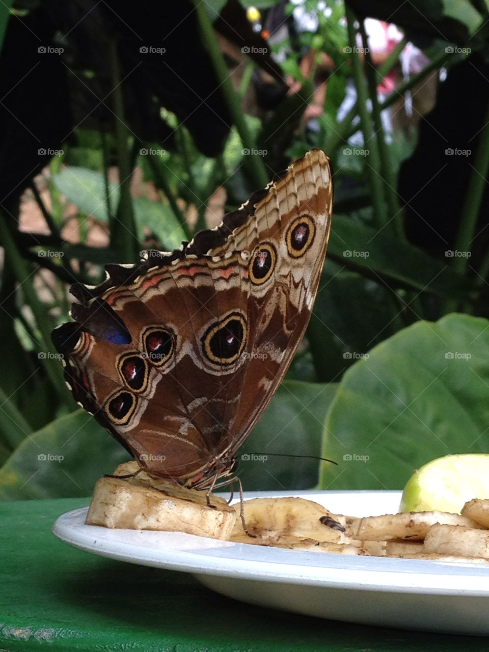 Close-up of butterfly