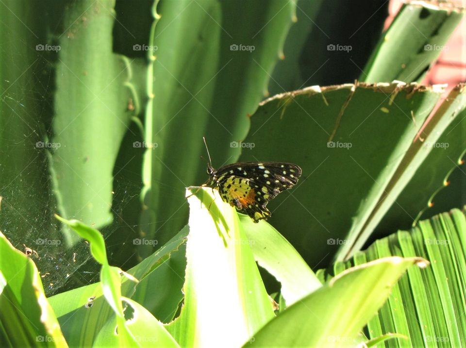 Beautiful black and yellow butterfly