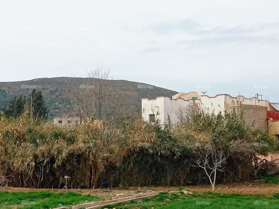 house's between the nature