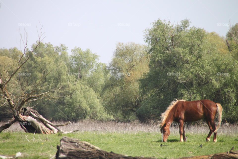 selvatic horse in danube Delta