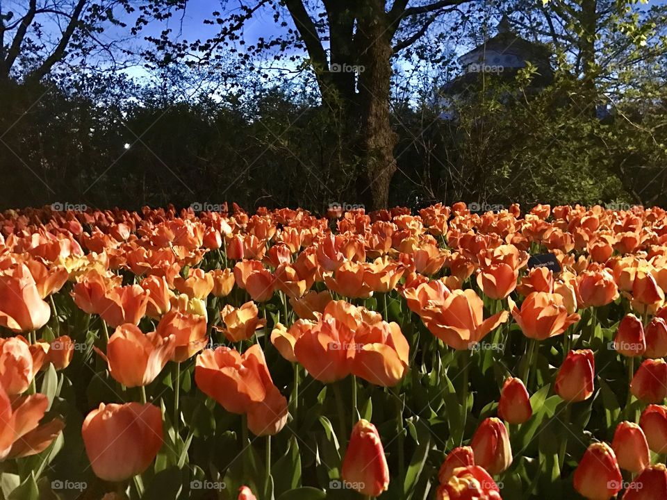 Spring tulips 