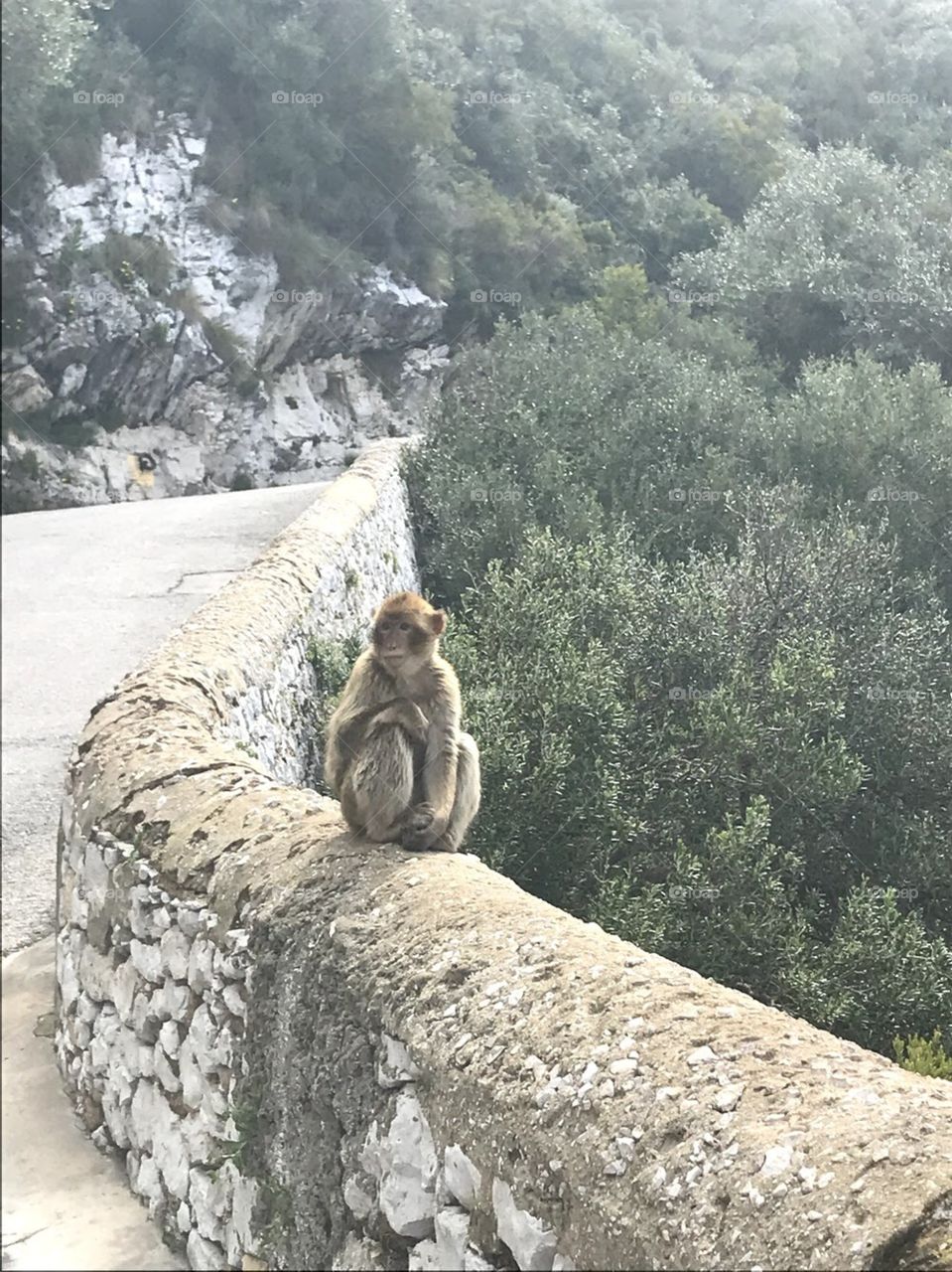 Monkey on a ledge in Gibraltar with Mountain View.