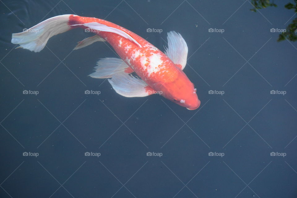 Koi carp swimming in water