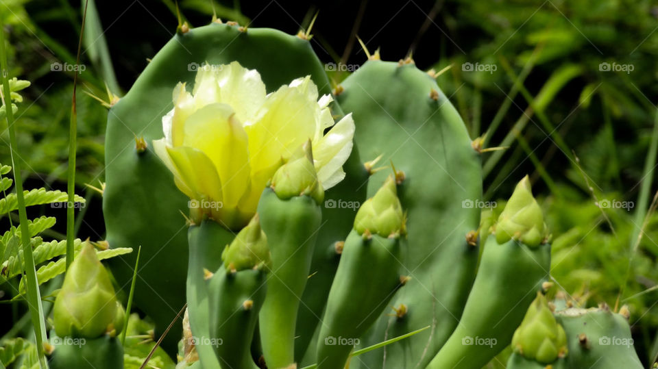 Cactus blossom