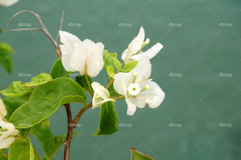 New Caledonia flower