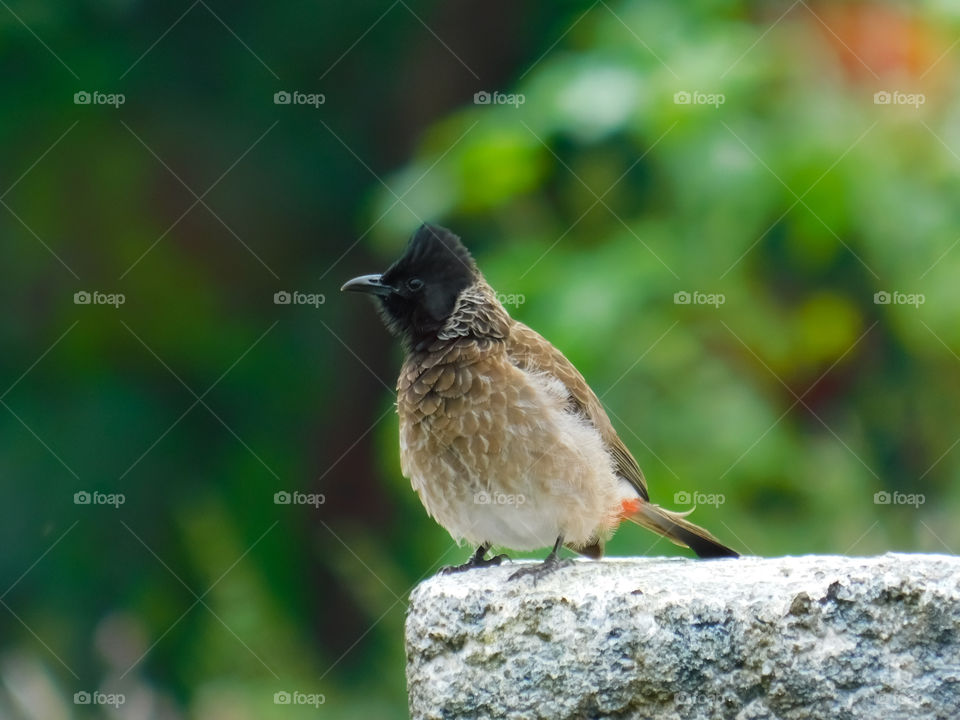 Indian Red Vented Bulbul Bird - Bulbul is sitting on wall and looking, watching in Nature.