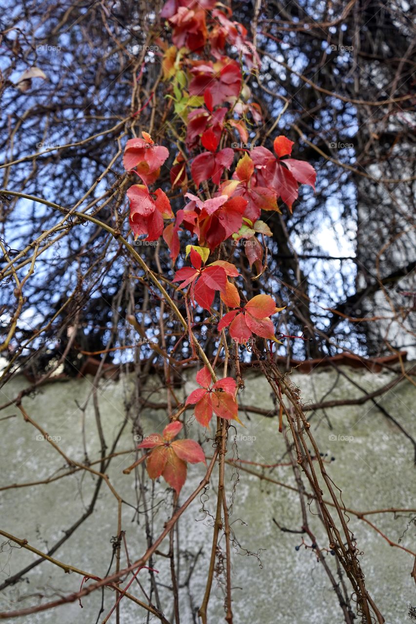 Autumn colors