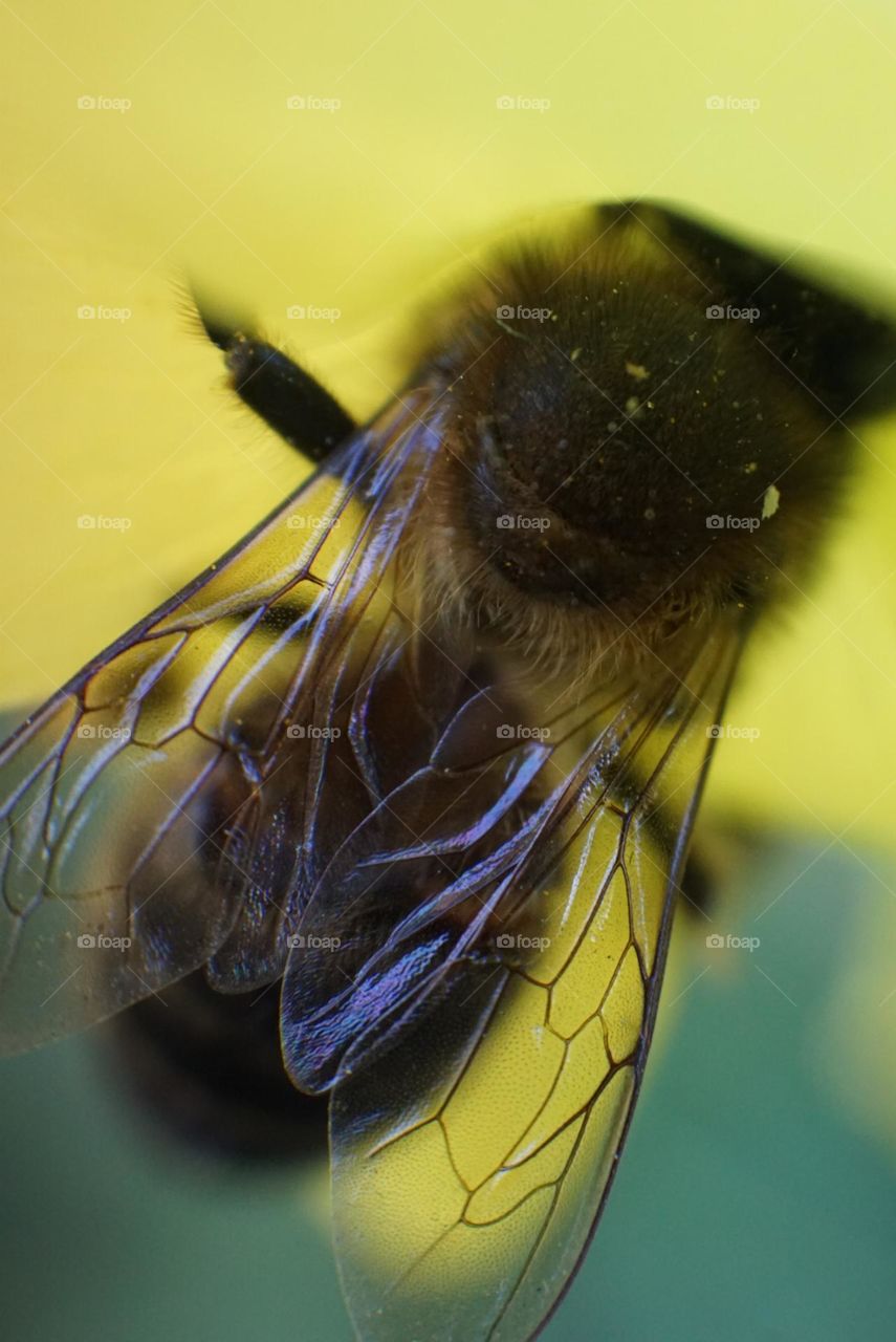 Bee#insect#nature#wings#leave#details