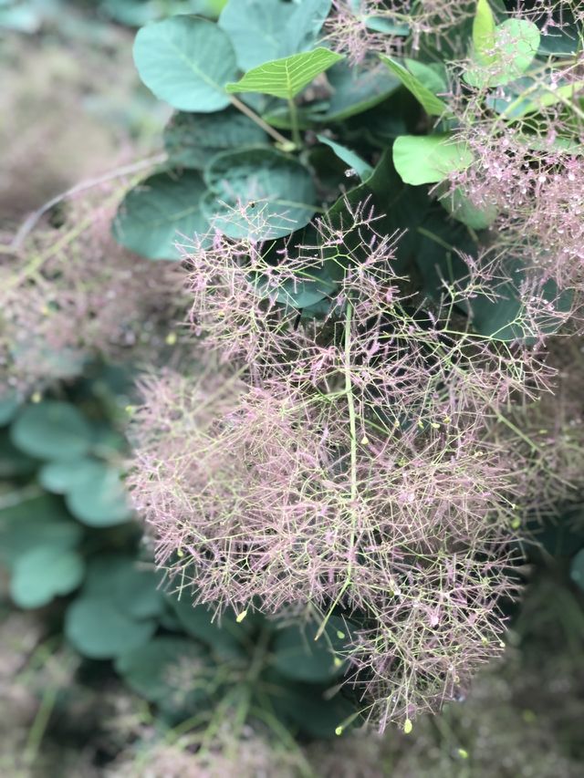 Hairy plant