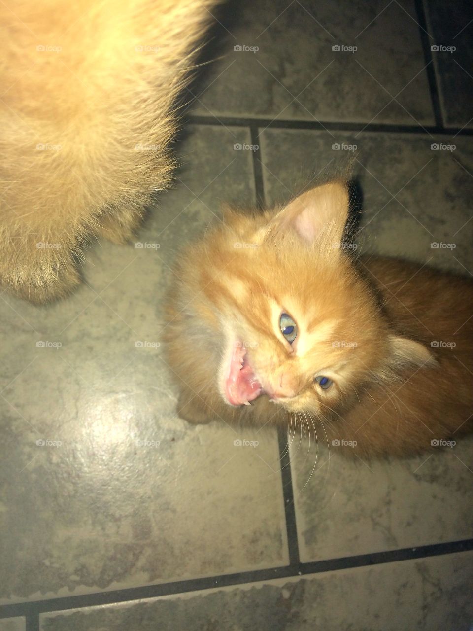 Cat, Mammal, Pet, One, No Person