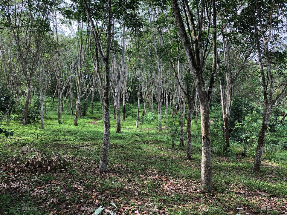 Rubber plantation near Weligama, Sri Lanka