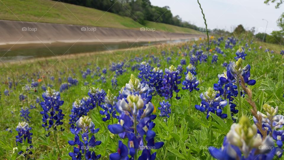 Bluebonnet