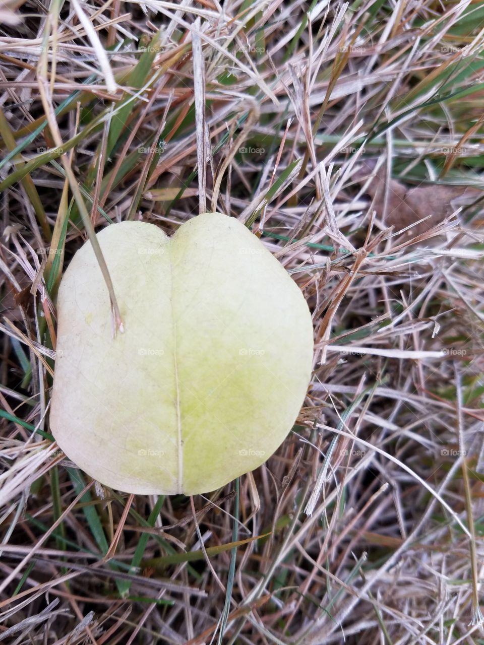 Leaf in the grass